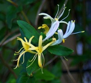 Honeysuckle