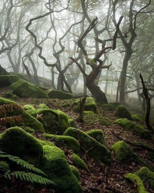 Dark Forest, England